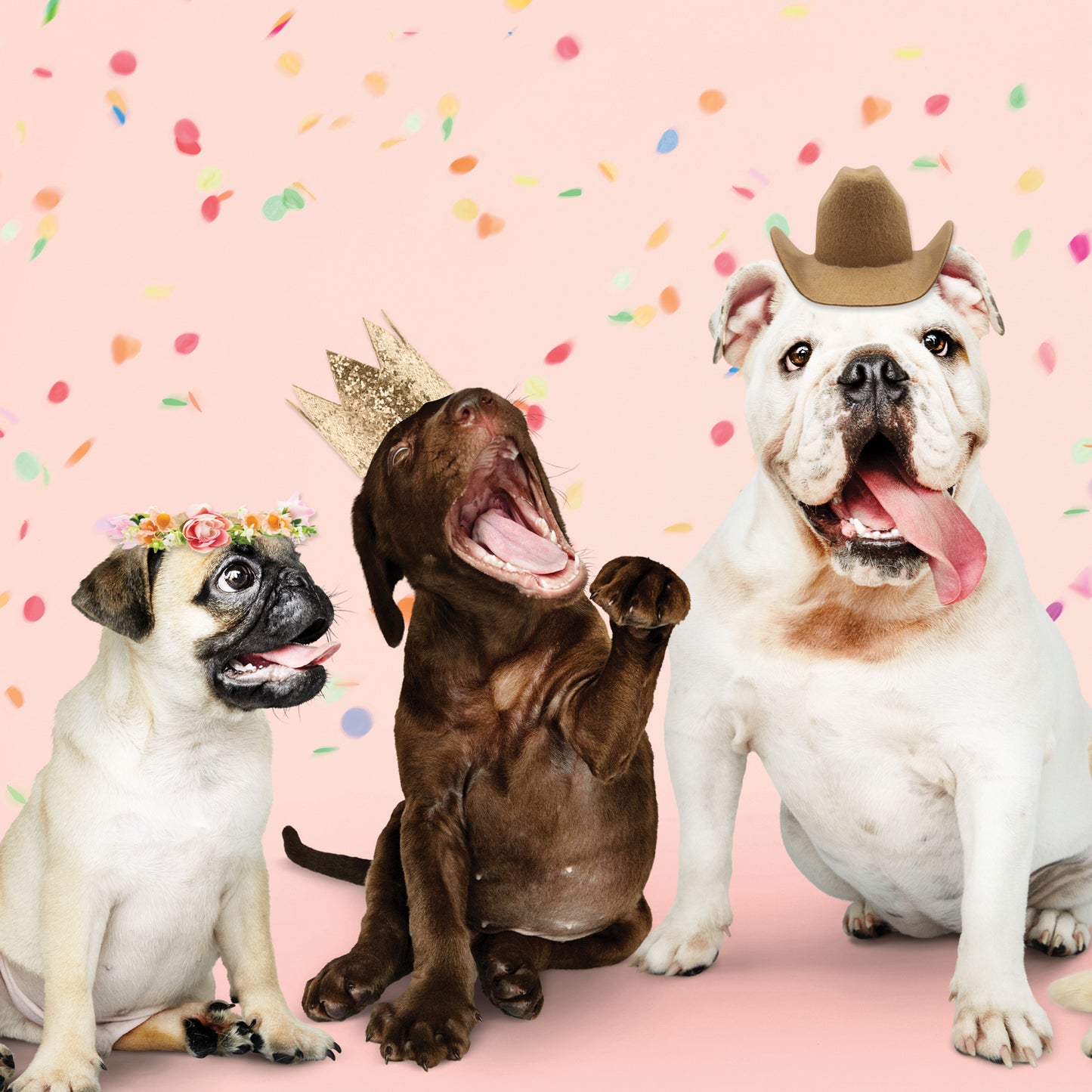 Dog Hats