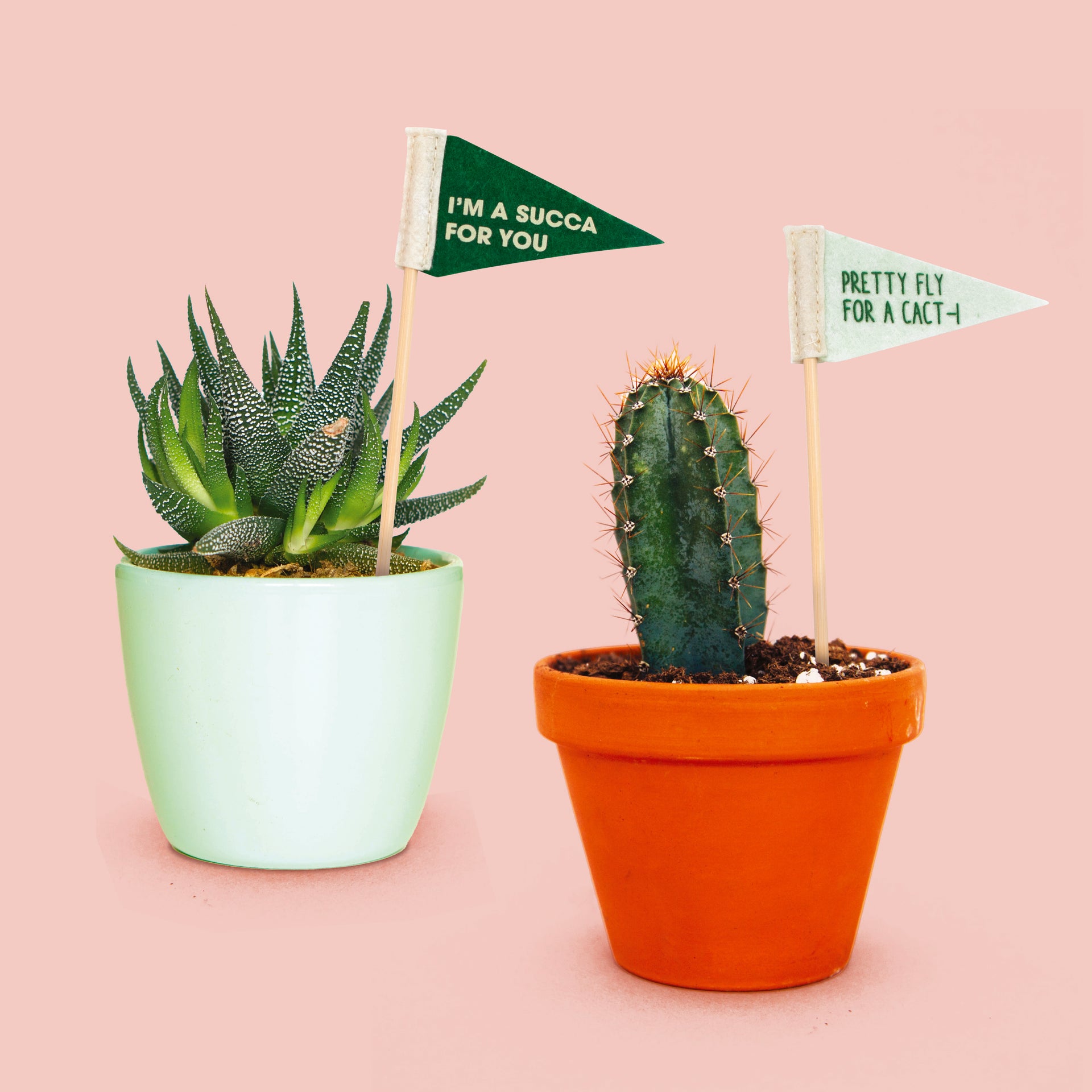 succulent flags Plant Flags-5 Pack – NPW Group