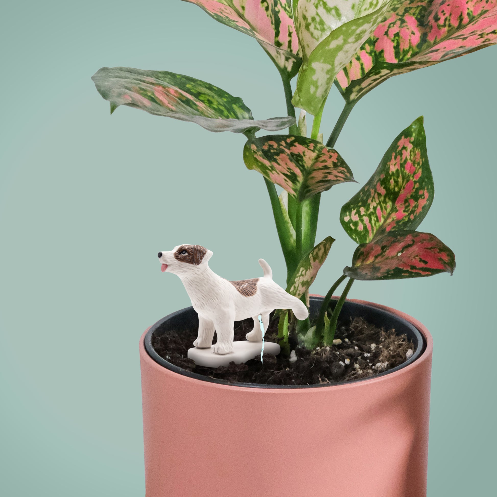 aglaonema dogs Pee My Plants Dog Watering Decoration – NPW Group